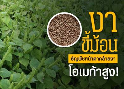 งา เมล็ดพันธุ์งาขี้ม่อน Perilla Seeds งาขี้ม้อน  ราคาถูก