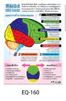 สมอง EQ 160 โปสเตอร์สื่อการสอน หุ้มพลาสติก ขนาด 50 * 70 cm