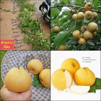 (1กิ่ง)(vาย กิ่งตอน) กิ่งตอน สาลี่ทอง Kikusui Asain Pears กิ่ง ตอน ต้นสาลี่ทอง / ไร่อิงดาว / พิสุทธิ์