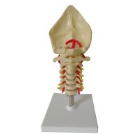 Life Size Anatomical Model Cervical Verte Model Cervical Spine With Bone Disc Dropship