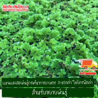 แหนแดง สด พันธุ์กรมวิชาการเกษตร (Azolla Microphyla) 1โลกรัม คัดพิเศษสำหรับขยายพันธุ์