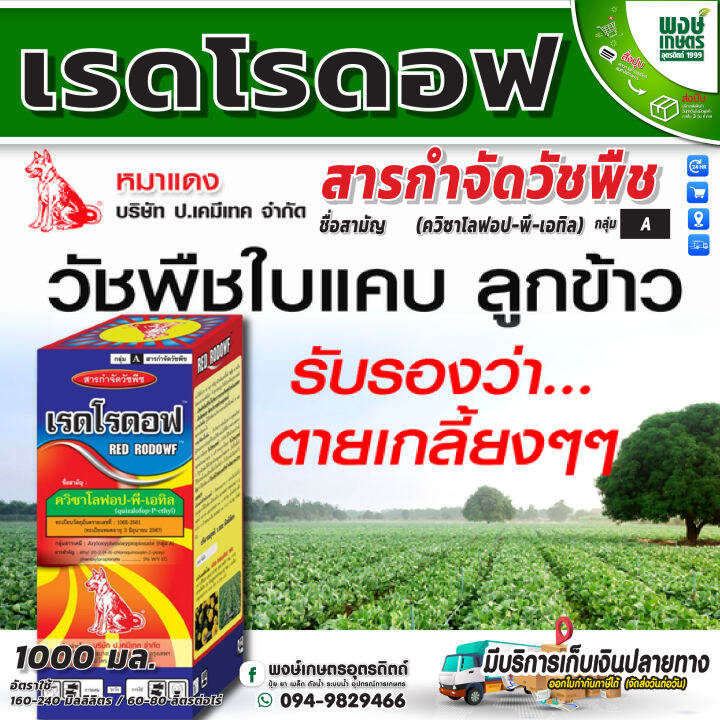 เรดโรดอฟ-1ลิตร-ควิซาโลฟอป-พี-เอทิล-กำจัดหญ้าใบแคบ-ปลอดภัยต่อมันสำปะหลัง