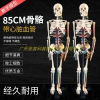 Standard 85 cm skeleton medical 85 cm body bone with heart and blood vessels and brain model skeleton model