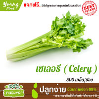 เมล็ดพันธุ์ เซเลอรี่ 500 เมล็ด อัตราการงอก95% (แถมฟรี!!!เมล็ดดอกทานตะวัน) ปลูกง่าย เมล็ดคุณภาพ เก็บไว้ได้1ปี