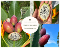 เมล็ดจามาคารูหนามยาว Cereus Jamacaru  รสชาติอร่อยหวาน เพาะเมล็ด 3-4 ปีเริ่มติดผล