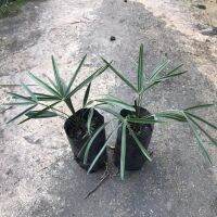 ต้นกล้าปาล์มเคราฤาษี ถุง 2 นิ้ว ไม้ประดับ(old man palm; Coccothrinax crinita)