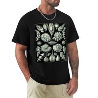 เสื้อยืดออกแบบเอง Haeckel Thalamophora 81 Artwork