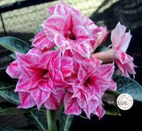 10 เมล็ด เมล็ดพันธุ์ Plant Seeds ชวนชม สายพันธุ์ไต้หวัน สีแดง Adenium Seeds กุหลาบทะเลทราย Desert Rose ราชินีบอนไซ