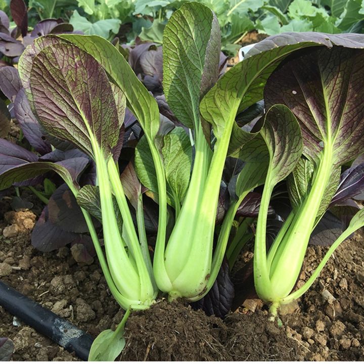 กวางตุ้งฮ่องเต้สีม่วง-เมล็ดพันธุ์-150-เมล็ด-pak-choi-ruby-red-pak-choi