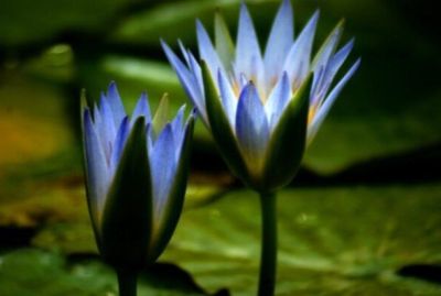 5 เมล็ด เมล็ดบัว ดอกสีฟ้า ดอกใหญ่ ของแท้ 100% เมล็ดพันธุ์บัวดอกบัว ปลูกบัว เม็ดบัว สวนบัว บัวอ่าง Lotus seed.