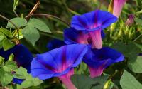 *Easy* Morning Glory Mix Colour Seeds - 200 pcs seeds เมล็ดดอกไม้สวย uต้นไม้มงคล เมล็ดพันธุ์ผัก เมล็ดดอกไม้ ไม้ประดับ เมล็ดพันธุ์ ต้นไม้ เมล็ดพันดอกไม้ ผักสวนครัว ต้นไม้ฟอกอากาศ