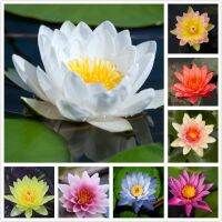 10 เมล็ด เมล็ดบัว คละสี นำเข้า บัวนอก สายพันธุ์ของแท้ 100% เมล็ดบัว ดอกบัว ปลูกบัว เม็ดบัว ปลูกในโหลแก้วได้ อัตราการงอกสูง 85-90% Waterlily Nymphaea Seeds