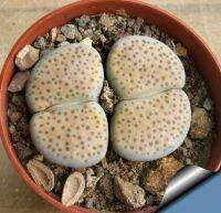 20 เมล็ด ไลทอป กระบองเพชร ไม้อวบน้ำ กุหลาบหิน แคคตัส Living Stones Lithops สายพันธุ์ยอดนิยม fulviceps var. lactinea