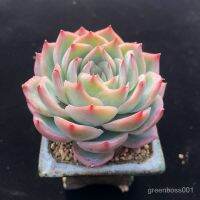 【Ready stock】Succulents เงาพระจันทร์ชุดไม้กระถางสร้างสรรค์เนื้อดอกไม้พืชสีเขียวกระถางระเบิดได้หลายหัวระเบียงสุดน่ารัก CO