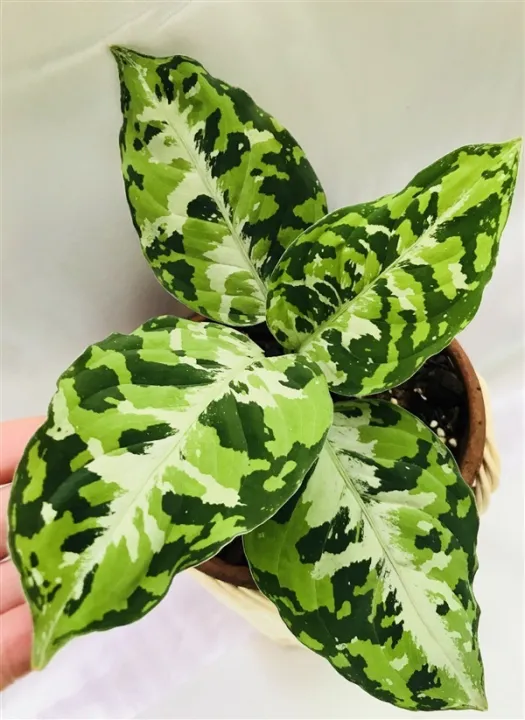 เมล็ด อโกลนีมา 'เสือพราน 3 สี' (Aglaonema pictum tricolor)