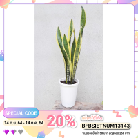 PROMOTION ต้นลิ้นมังกรขอบทอง ฟอกอากาศ Laurentii Sansevieria HOT ต้นไม้ ฟอก อากาศ กระถาง ต้นไม้ ไม้ ประดับ ต้นไม้ ปลูก ใน บ้าน