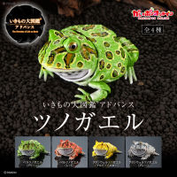 Bandai Gashapon ไข่ Big Biological แผนที่กบ Batrachia Biology Movable Joint รุ่น Gacha ญี่ปุ่นอะนิเมะของเล่น