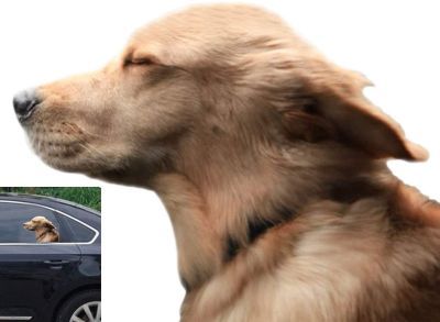 【LZ】❀☃◐  Dog-como etiqueta para a janela do carro 1pair/2pcs toogod rider golden retriever cão se agarrar