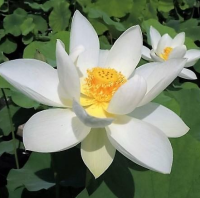 5 เมล็ด บัวนอก บัวนำเข้า บัวสายพันธุ์ Princess Kennedy of Ten Mile Creek LOTUS สีชมพู ขาว สวยงาม ปลูกในสภาพอากาศประเทศไทยได้ ขยายพันธุ์ง่าย เมล็ดสด