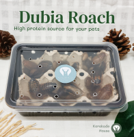 แมลงสาบดูเบีย (Dubia roach) อาหารสัตว์เลื้อยคลาน เม่นแคระ นก ปลาสวยงาม ตุ๊กแก แถมอาหาร