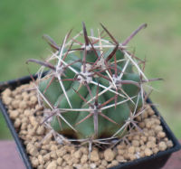 เฟอโรเล็บเหยี่ยว (Ferocactus) จัดส่งแบบถอดราก