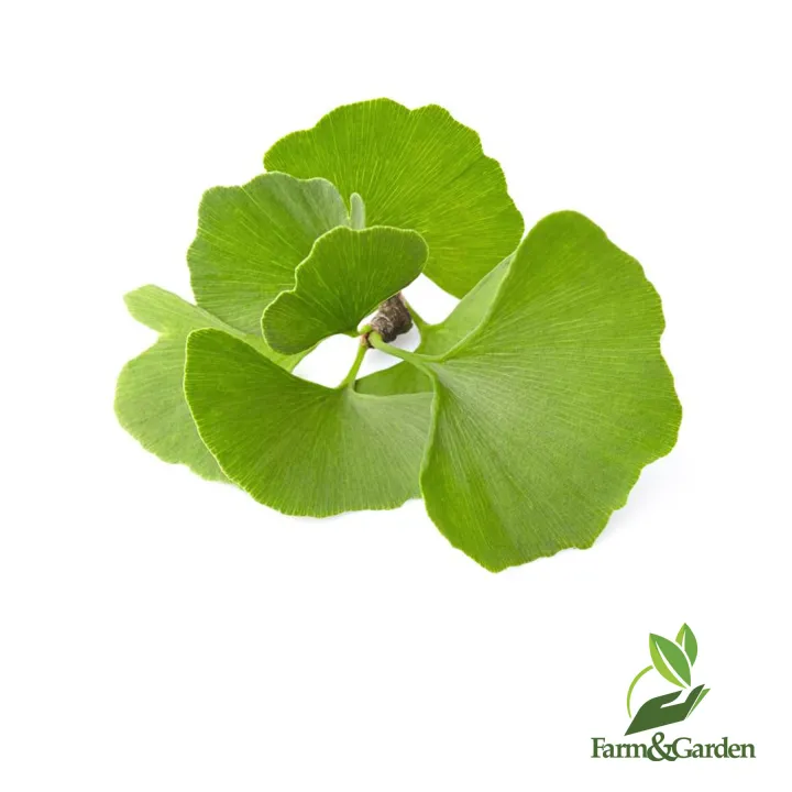 Ginkgo Biloba 5 seeds Lazada PH