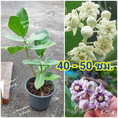 รักซ้อน ขาว / ม่วง ใช้ในงานมงคล  แปลก หายาก สูง 40 -50 ซม. กระถาง 6"