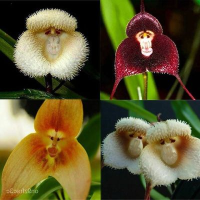 20 เมล็ดพันธุ์ Bonsai เมล็ดกล้วยไม้ กล้วยไม้ Orchid flower Seed อัตราการงอกของเมล็ด 80-85%