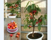 12 เมล็ด เมล็ดเชอร์รี (Cherry) Cherry Bonsai tree Seeds ของแท้ 100% อัตราเปอร์เซ็นต์งอก 70-80%