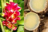 2 เหง้า ว่านมหาเมฆ (Curcuma aeruginosa) สมุนไพรชั้นดีของไทย