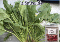 เมล็ดปวยเล้ง 50 เมล็ด [10 เเถม 1 คละได้]