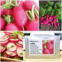 เมล็ดพันธุ์ เรดิชเลดี้สลิปเปอร์ (Lady Slipper Radish Seed) คุณภาพดี ราคาถูก ของแท้