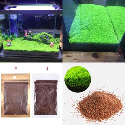 100 เมล็ดหญ้าน้ำ สำหรับปลูกตกแต่งตู้ปลา ตู้ไม้น้ำ Aquarium Plants Seed ช่วยสร้างระบบนิเวศในตู้ปลาให้เหมือนกับธรรมชาติ พืชน้ำตกแต่งตู้ปลา