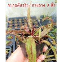 ต้นหยาดน้ำค้าง Drosera Adelae , Adel (พันธุ์ อดิเล่ , อเดล) (ส่งทั้งกระถาง 3 นิ้ว) พืชดักจับแมลง ใบยาว น้ำหยาดเยื้มๆ ชอบความชื้น ชอบแดดจัด