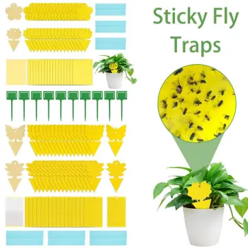 How to Create a DIY Outdoor Sticky Fly Trap