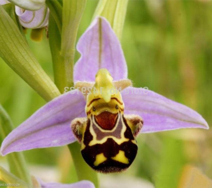 20-เมล็ดพันธุ์-เมล็ดกล้วยไม้-กล้วยไม้-orchid-flower-seed-อัตราการงอก-80-85