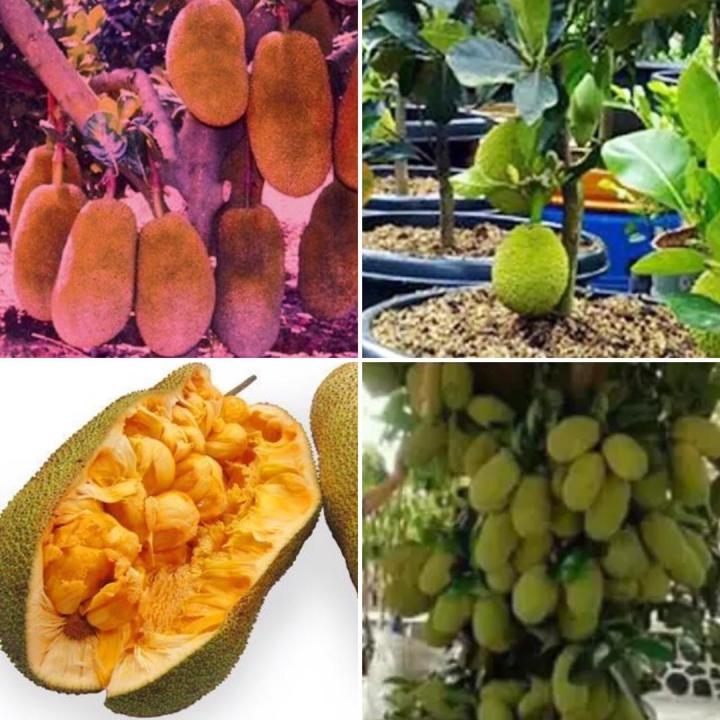 Anak Pokok Cempedak Madu Ch38 Buah Buahan Fruits Live Plant [west 