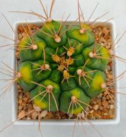 กระบองเพชร Gymnocalycium mihanovichii variegated ยิมโนด่างเขียวเหลือง 9 พูอวบ