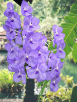 ฟ้ามุ้ยป่าแท้ แวนด้า Vanda coerulea ฟ้ามุ้ย ไม้ป่าเลี้ยงแล้ว ดอกสีม่วง ราชินีแห่งกล้วยไม้