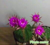 ( โปรสุดคุ้ม... ) (duanmw)เพชร แคคตัส cactus Echinopsis Tubiflora ฟอร์มกอ7-8cm seeding มีถิ่นกำเนิดในอเมริกาใต ราคาถูกสุด พรรณ ไม้ น้ำ พรรณ ไม้ ทุก ชนิด พรรณ ไม้ น้ำ สวยงาม พรรณ ไม้ มงคล