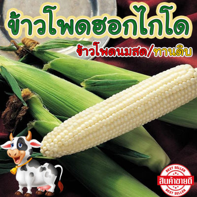 เมล็ดพันธุ์ ข้าวโพดหวานทานดิบ ฮอกไกโด ข้าวโพดนมสด 15 เมล็ด