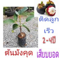 ( Promotion+++) คุ้มที่สุด #ต้นมังคุด #ต้นมังคุดเสียบยอดติดลูกเร็ว2-4ปีติดลูกไม้เสรษบกิจอายุยืนปลูกในร่มได้ ราคาดี พรรณ ไม้ น้ำ พรรณ ไม้ ทุก ชนิด พรรณ ไม้ น้ำ สวยงาม พรรณ ไม้ มงคล