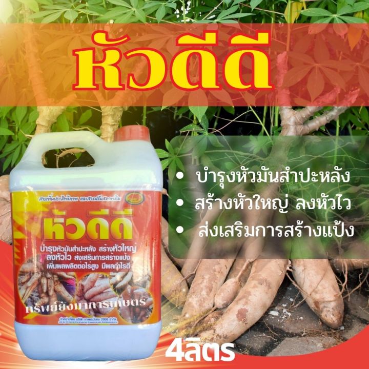 หัวดีดี-4ลิตร-บำรุงหัวมันสำปะหลัง-สร้างหัวใหญ่-ลงหัวไว-ส่งเสริมการสร้างแป้ง-เพิ่มผลผลิตต่อไร่สูงมีผลกำไรดี