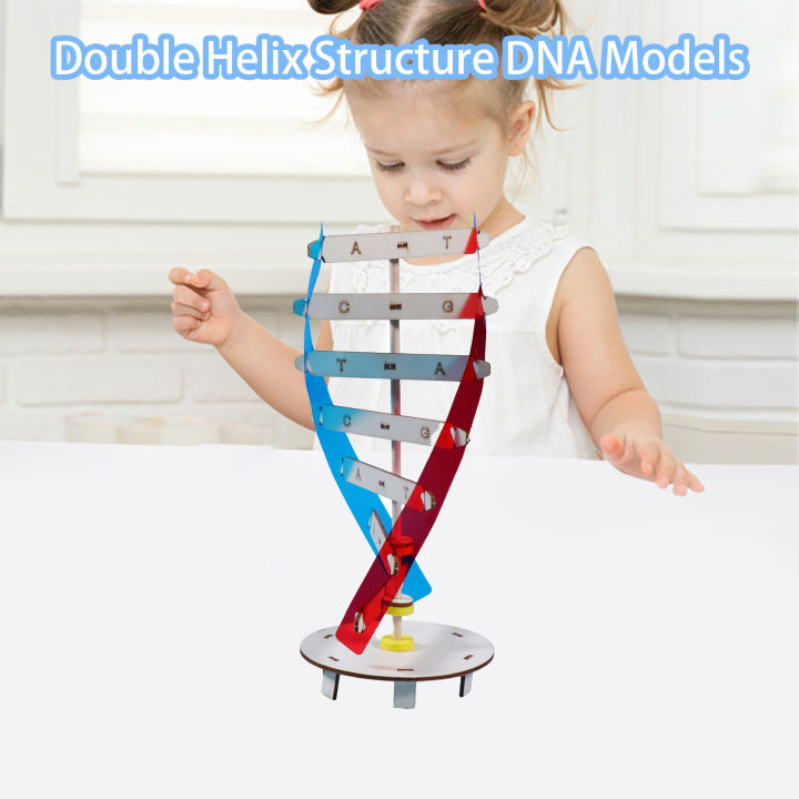 astella-โมเดลดีเอ็นเอ1ชุด-โมเดลดีเอ็นเอกระตุ้นจินตนาการการออกกำลังกายอย่างสร้างสรรค์เป็นมิตรกับสิ่งแวดล้อมพัฒนาการทางปัญญาของพ่อแม่-ลูกปฏิสัมพันธ์เพิ่มสมาธิไม้สอง-dna-มนุษย์เกลียวของเล่นเด็ก1ชุดที่น่า