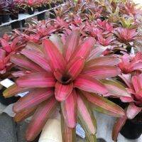 นีโอ เซอร์รับบรัช #สับปะรดสี#bromeliad# ต้นไม้สวยงาม# ไม้ประดับ# ตกแต่งบ้าน#bromeliad# ไม้ประดับ# ไม้มงคล# ขายถูก# ต้นไม้ทนแล้ง