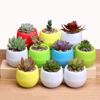 6 Color Mini Flower Plant Pots Indoor Garden For office decoration or Succulent Plants Desktop Flower Pots home accessories