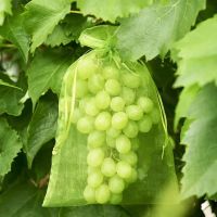 ✤❀♧ 50/100pcs Garden Netting Bags Vegetable Grapes Apples Fruit Protection Bag Agricultural Pest Control Anti-Bird Mesh Grape Bags