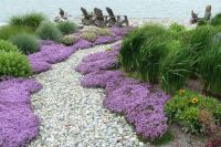 เมล็ดพันธุ์ ไทม์เลื้อย thymus serpyllum creeping thyme สีม่วง 500 เมล็ด เมล็ดพันธุ์จาก อังกฤษ