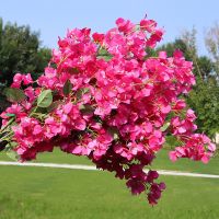 【hot】◆♚  100CM Silk Bougainvillea Glabra Artificial Flowers Fake Blossoms Arranging Wedding Decoration