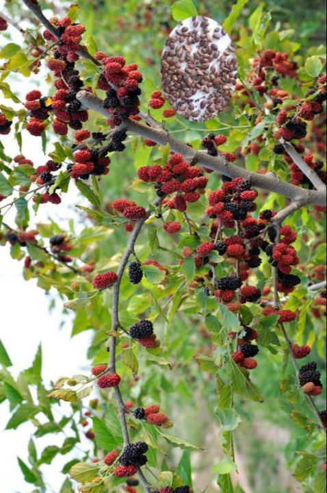 20-เมล็ดพันธุ์-เมล็ด-หม่อน-ลูกหม่อน-หรือ-มัลเบอร์รี่-เก้ซิวเอียะ-mulberry-seed-อัตราการงอก-80-85